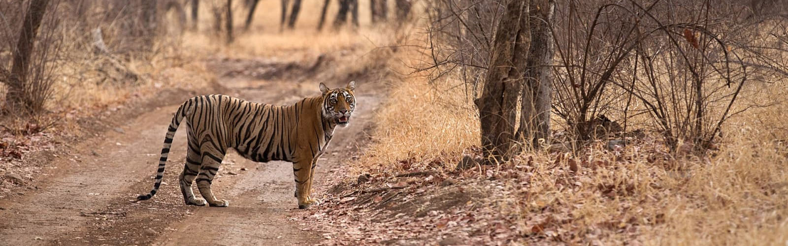 Amigo India Tours
