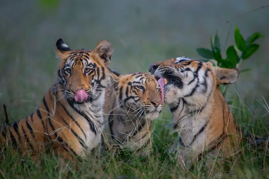 India Wildlife Tours