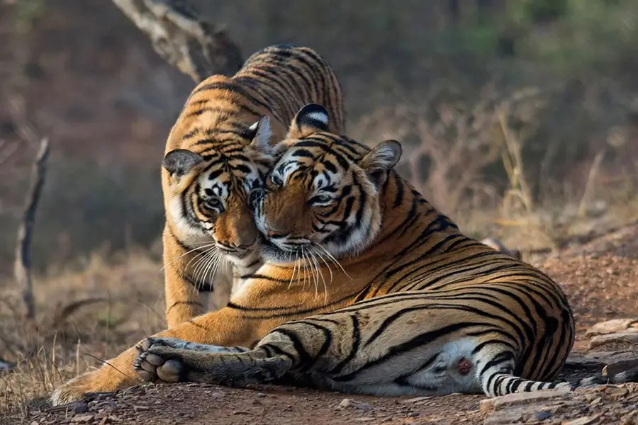 Ranthambore – India's Premier Tiger Safari