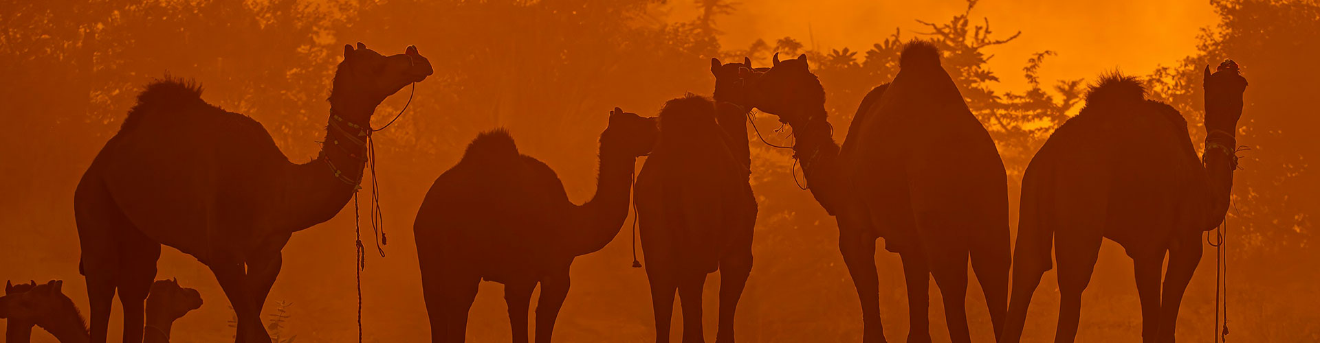 Day Trip from Jaipur to Pushkar