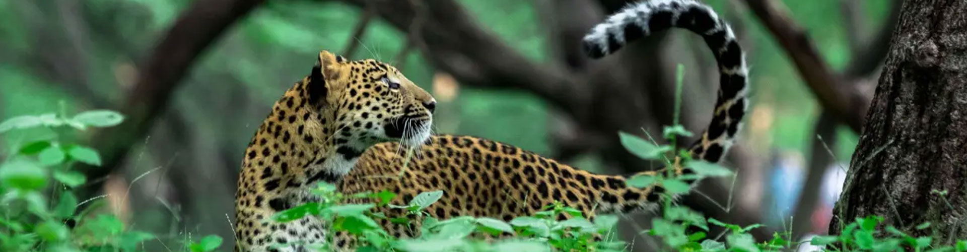 Golden Triangle with Jhalana Leopard Safari