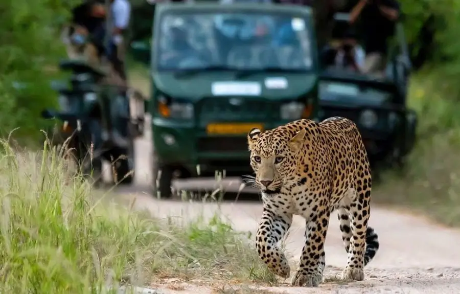 Golden Triangle with Jhalana Leopard Safari | 6 Days