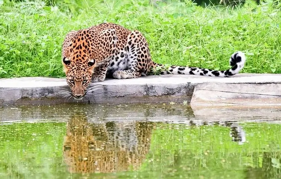 Jaipur Leopard Safari Tour | Wildlife Experience Near Jaipur