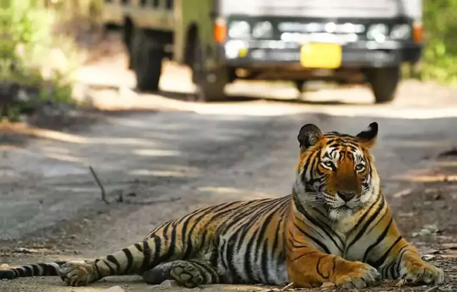 Jaipur Ranthambore Same Day Tour | Wildlife Trip from Jaipur