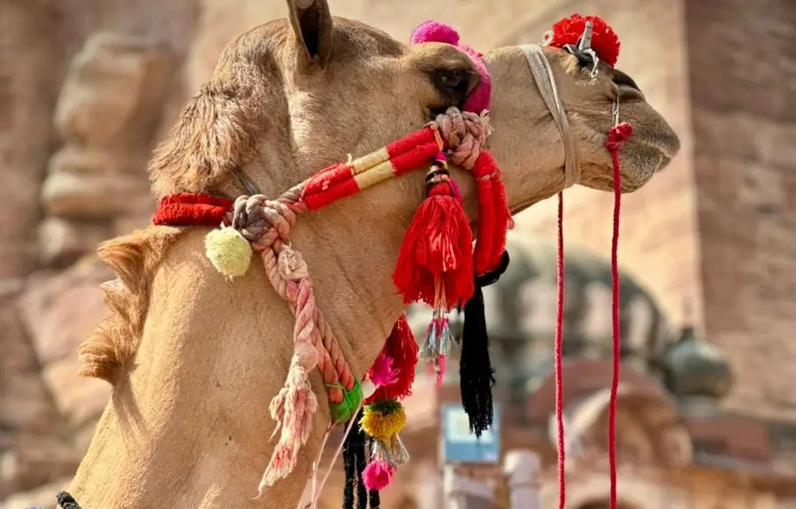 Rajasthan Desert Tour | 14 Days Desert & Heritage Trip