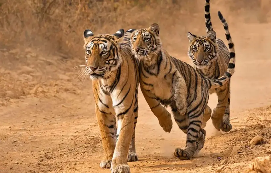 Rajasthan Tour with Wildlife | 19 Days Heritage Safari Tour