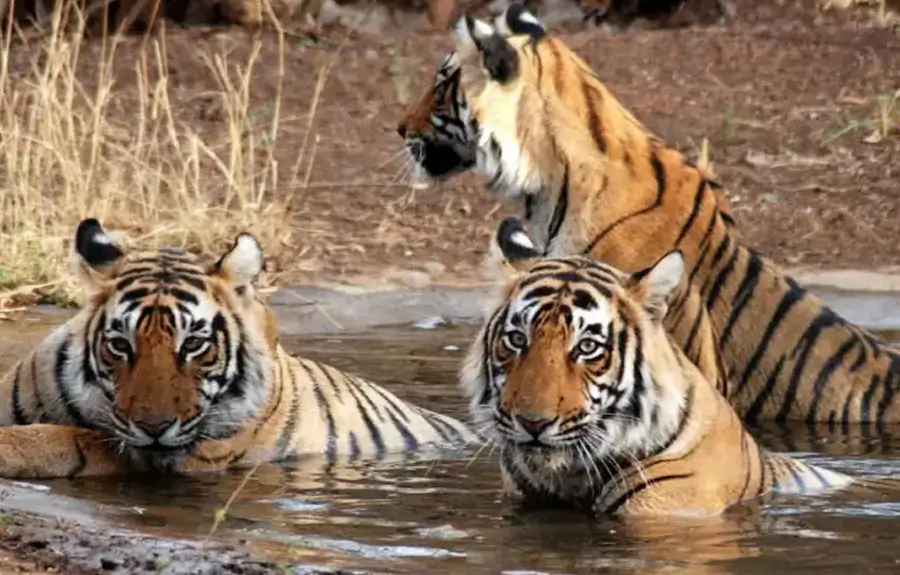 Rajasthan Wildlife Tour | 8 Days Tiger & Bird Safari