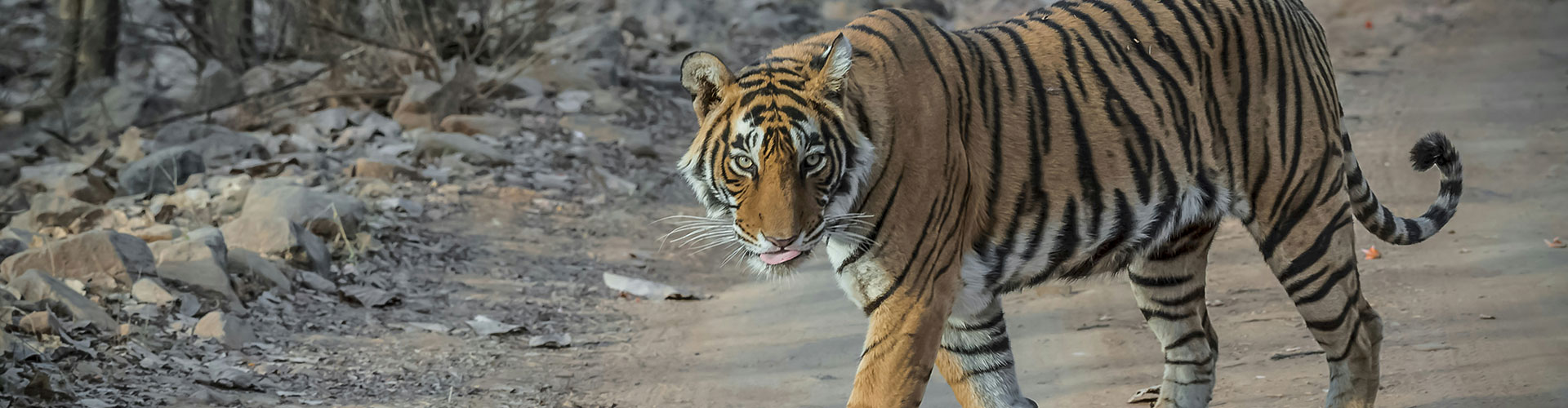 Ranthambore Same Day Tour