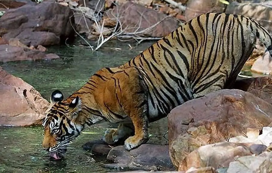 Ranthambore Wildlife Safari Tour | 7 Days Tiger Safari